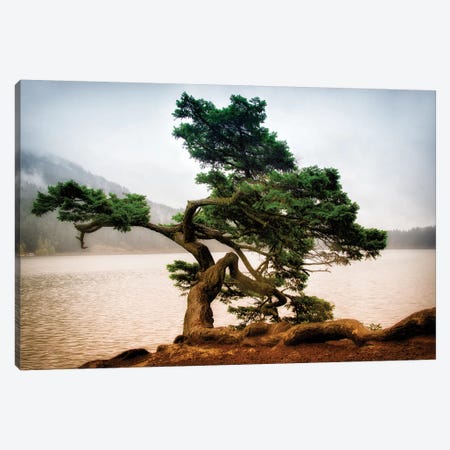 Orcas Island Pine Canvas Print #MPH103} by MScottPhotography Art Print
