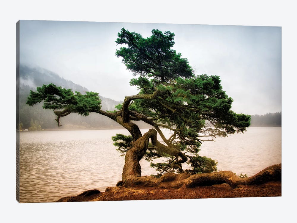 Orcas Island Pine by MScottPhotography 1-piece Canvas Print