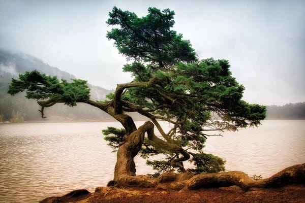 MScottPhotography: Orcas Island Pine by MScottPhotography