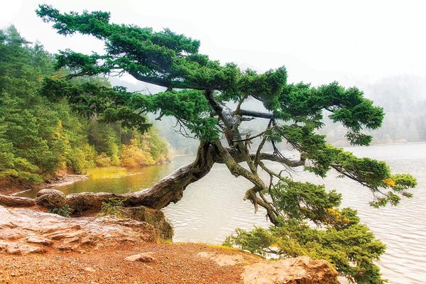 MScottPhotography: Orcas Pine B by MScottPhotography