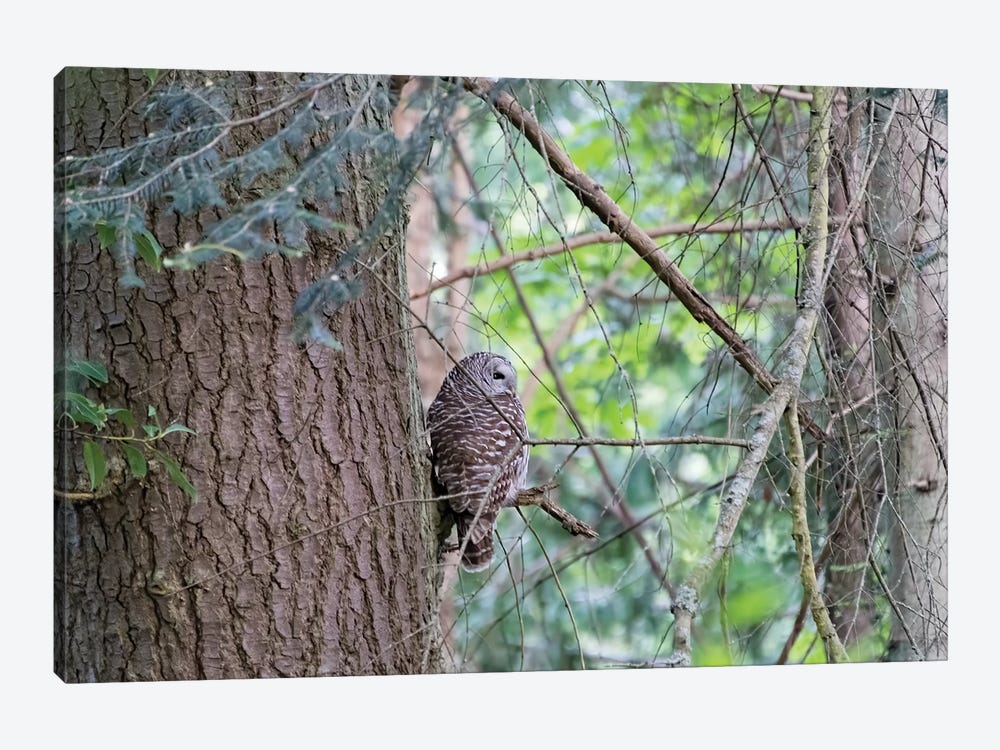 Owl by MScottPhotography 1-piece Canvas Artwork