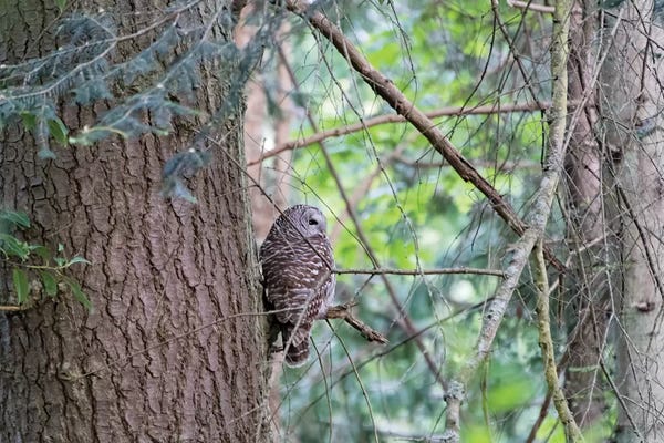 MScottPhotography: Owl by MScottPhotography