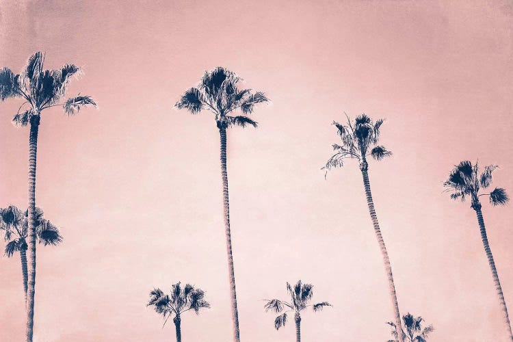 Palms by MScottPhotography wall art