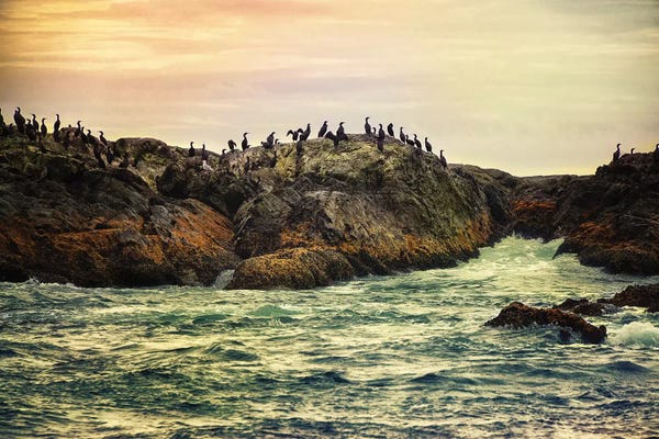 MScottPhotography: Bird Rock Tofino by MScottPhotography
