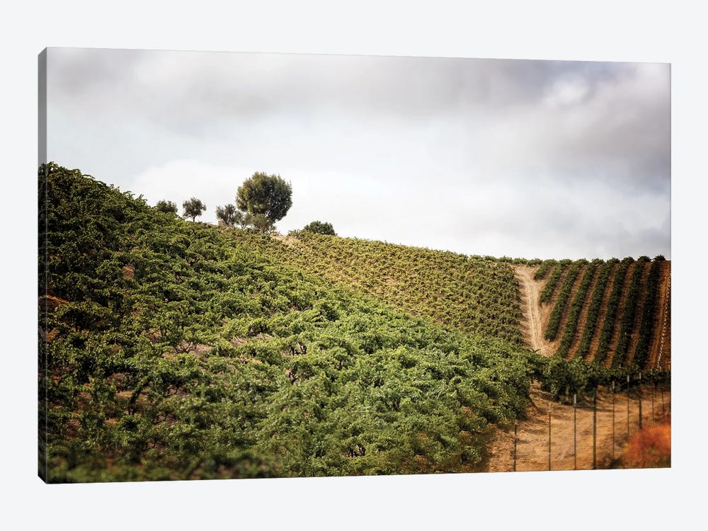 Paso Robles by MScottPhotography 1-piece Canvas Print