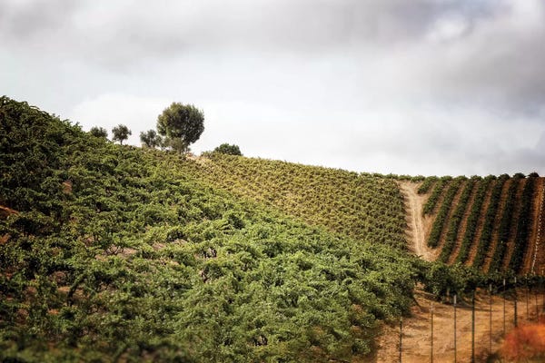MScottPhotography: Paso Robles by MScottPhotography