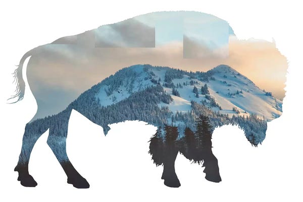 MScottPhotography: Bison Silhouette by MScottPhotography