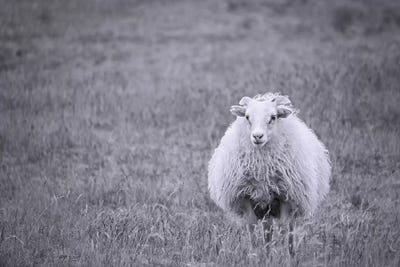 Sheep by MScottPhotography framed canvas print