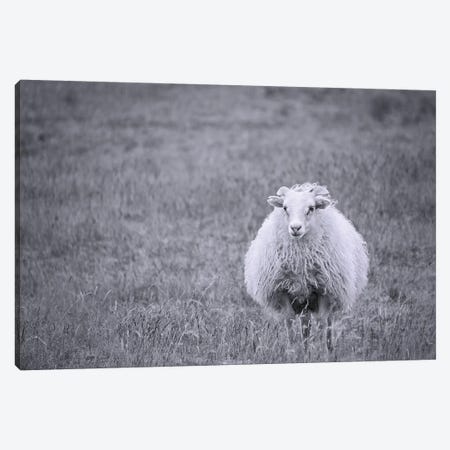 Sheep Canvas Print #MPH131} by MScottPhotography Canvas Wall Art