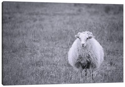 Sheep Canvas Art Print - MScottPhotography