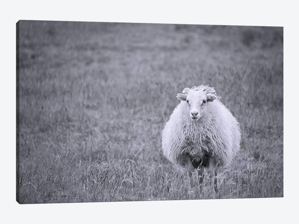 Sheep by MScottPhotography 1-piece Canvas Wall Art