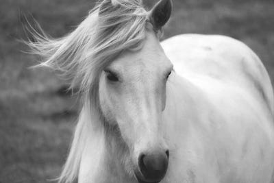 Snow White by MScottPhotography framed wall art