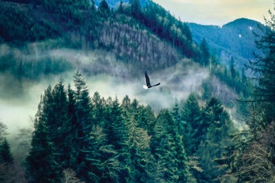 Soar by MScottPhotography canvas print