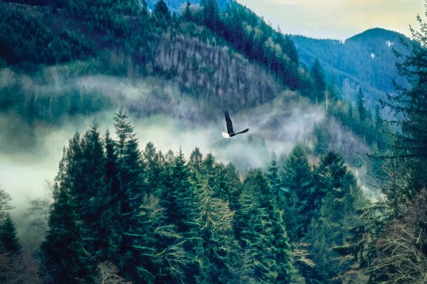 MScottPhotography: Soar by MScottPhotography