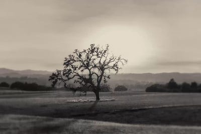 Solo by MScottPhotography canvas print