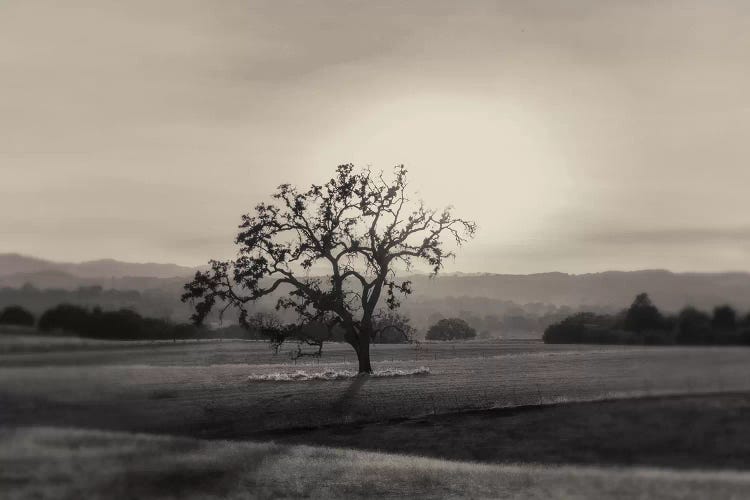 Solo by MScottPhotography wall art