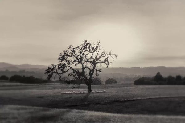 MScottPhotography: Solo by MScottPhotography