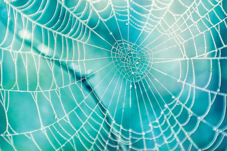 Spider Web