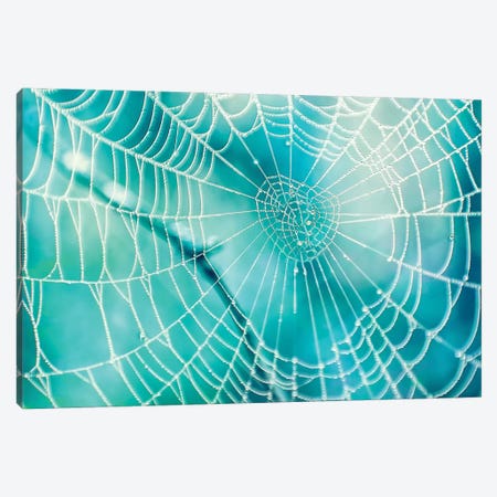 Spider Web Canvas Print #MPH136} by MScottPhotography Canvas Art Print