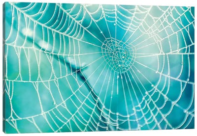 Spider Web Canvas Art Print - Spider Art