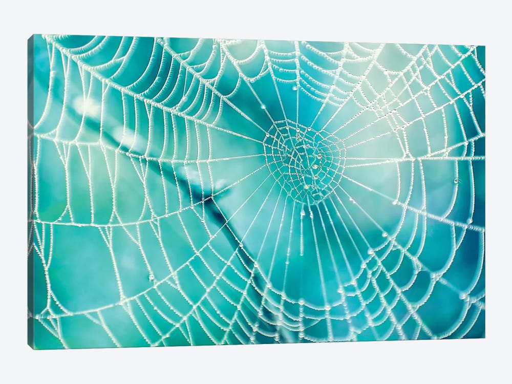 Spider Web by MScottPhotography 1-piece Canvas Art Print