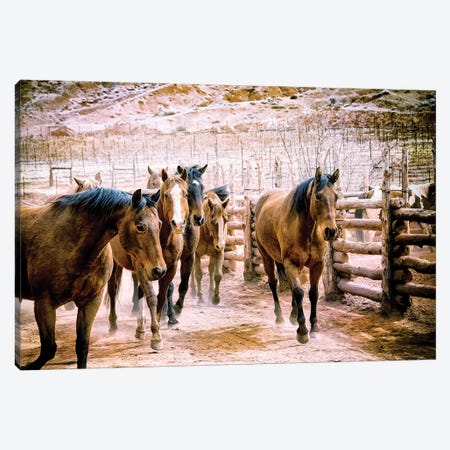 Stampede Canvas Print #MPH140} by MScottPhotography Canvas Art Print