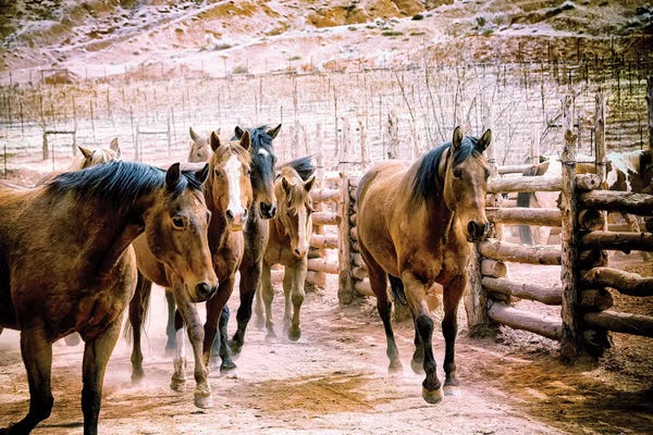 MScottPhotography: Stampede by MScottPhotography