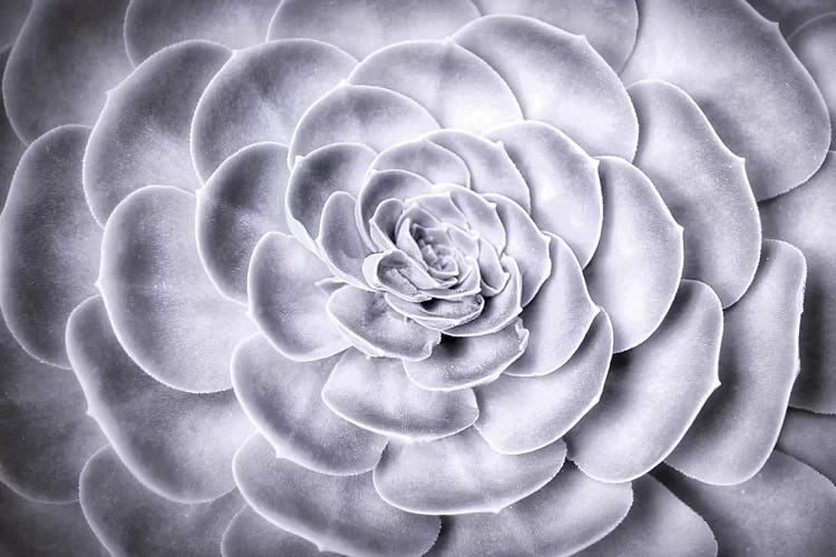 Succulent