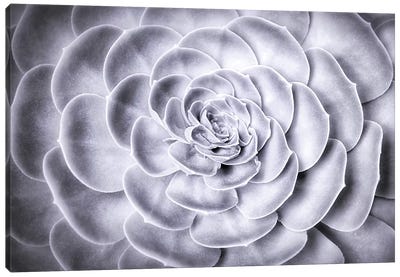 Succulent Canvas Art Print - MScottPhotography