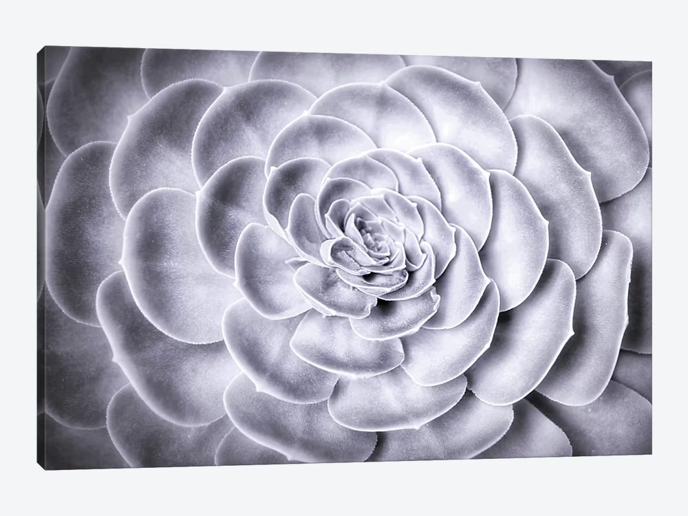 Succulent by MScottPhotography 1-piece Canvas Wall Art