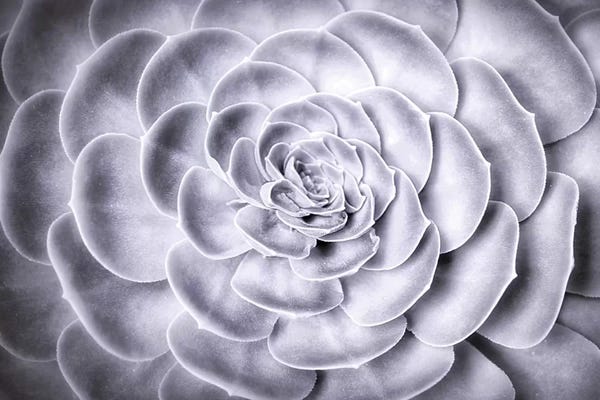 MScottPhotography: Succulent by MScottPhotography