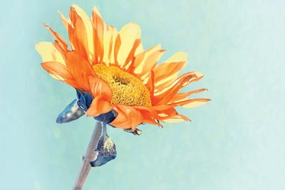 Sunflower by MScottPhotography canvas print