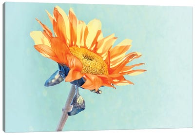 Sunflower Canvas Art Print - MScottPhotography