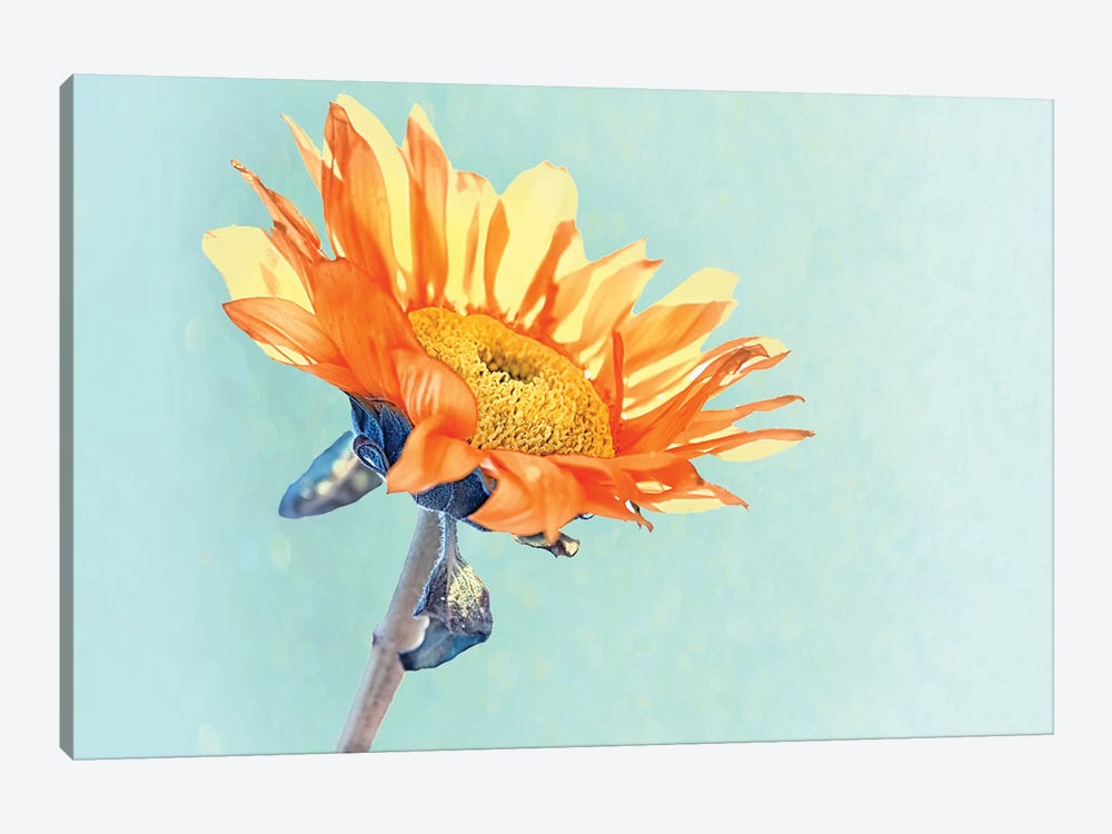 Sunflower by MScottPhotography 1-piece Canvas Print
