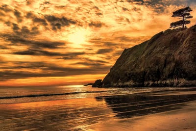 Sunset Pine by MScottPhotography canvas print