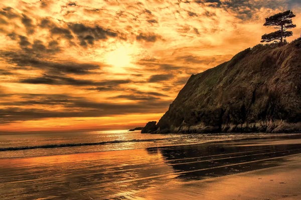 MScottPhotography: Sunset Pine by MScottPhotography