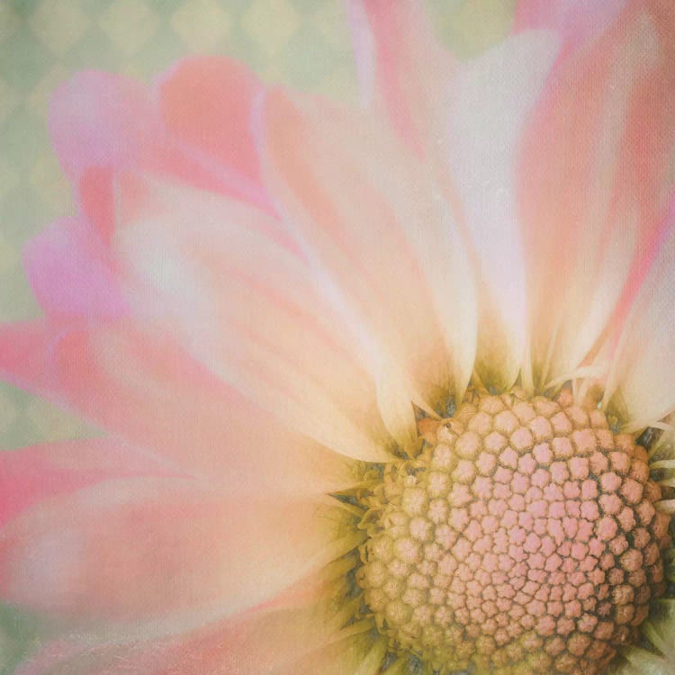Sweet Daisy by MScottPhotography wall art