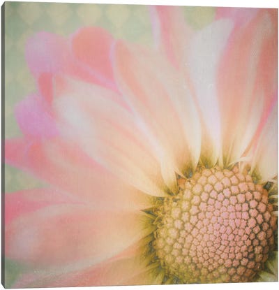 Sweet Daisy Canvas Art Print - MScottPhotography