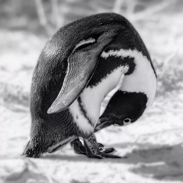 MScottPhotography: Take a Bow by MScottPhotography