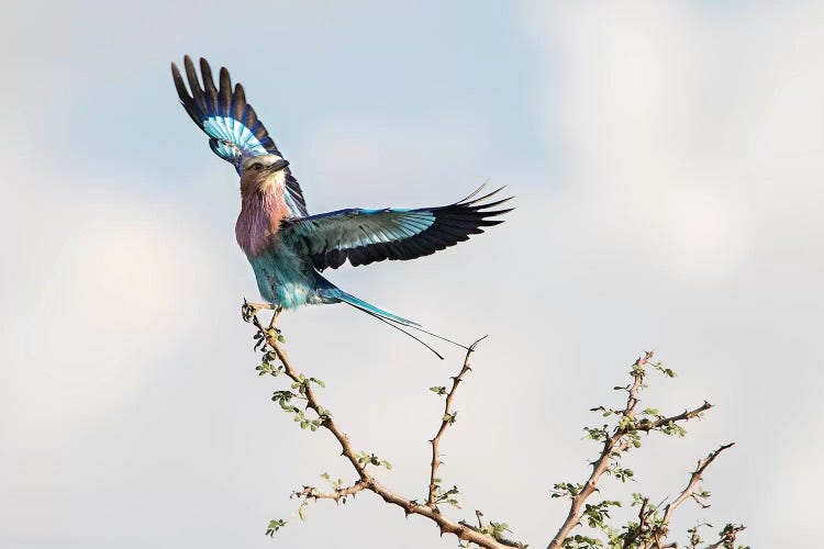 Take Flight by MScottPhotography wall art
