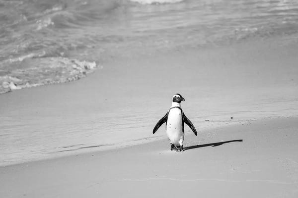 MScottPhotography: Tuxedo by MScottPhotography