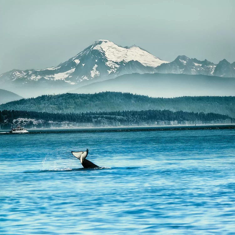 Whale Tale by MScottPhotography wall art
