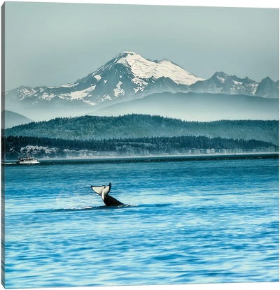 Whale Tale Canvas Art Print - MScottPhotography