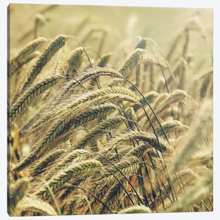 Wheat Canvas Print #MPH164} by MScottPhotography Canvas Artwork