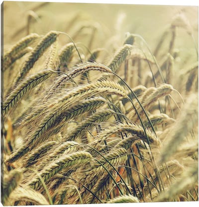 Wheat Canvas Art Print - MScottPhotography