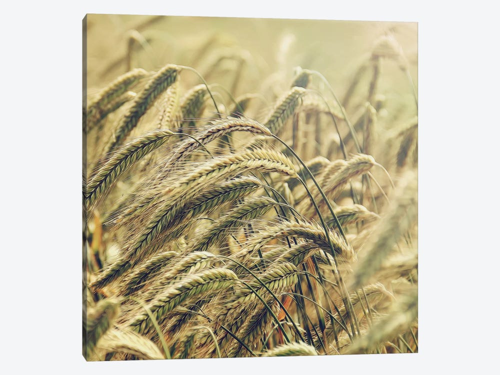 Wheat by MScottPhotography 1-piece Canvas Artwork
