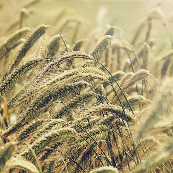 MScottPhotography: Wheat by MScottPhotography