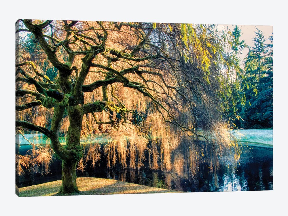 Willow by MScottPhotography 1-piece Canvas Wall Art