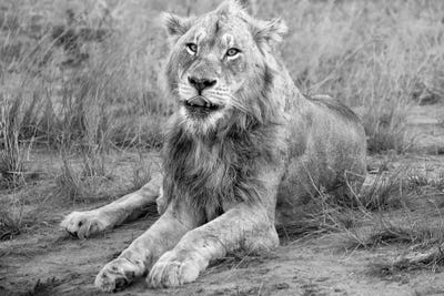 Young Male Lion by MScottPhotography canvas print
