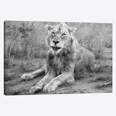 Young Male Lion Canvas Print #MPH169} by MScottPhotography Canvas Print
